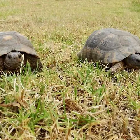 Kiparissia Relaxing Amazing View Xirokambos (Peloponnese)