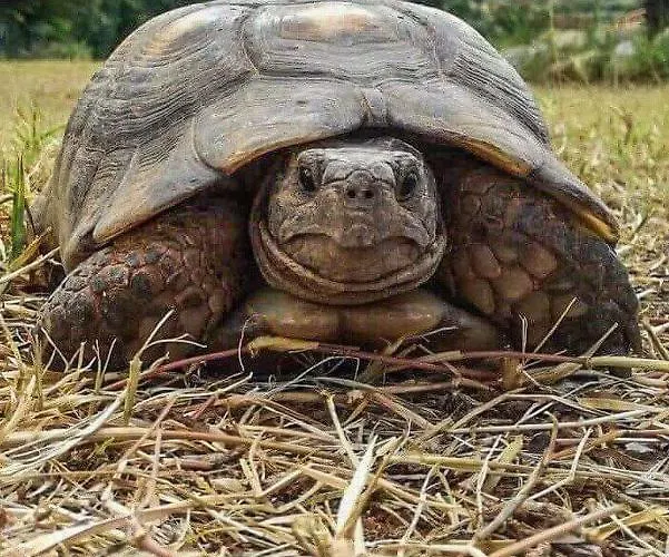 Kiparissia Relaxing Amazing View 펜션 Xirokambos (Peloponnese)